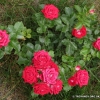 Ruby Star